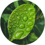 all natural leaf